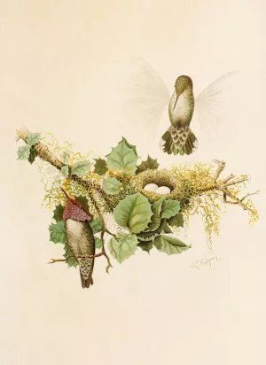 Die Nordamerikanische Vogelwelt pl35 Oil painting by Robert Ridgway
