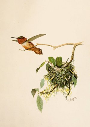Die Nordamerikanische Vogelwelt pl36 by Robert Ridgway Oil Painting