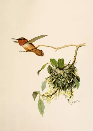 Die Nordamerikanische Vogelwelt pl36 by Robert Ridgway Oil Painting