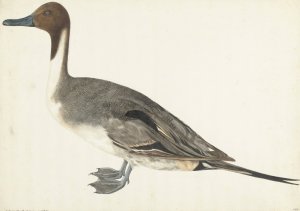 Drake Pintail by Rochus Van Veen Oil Painting