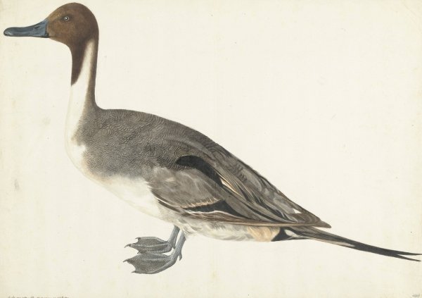 Drake Pintail  by Rochus Van Veen - Hand-Painted Oil Painting Reproduction