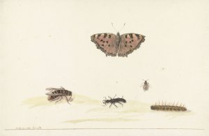 Studieblad met verschillende insecten by Rochus Van Veen Oil Painting