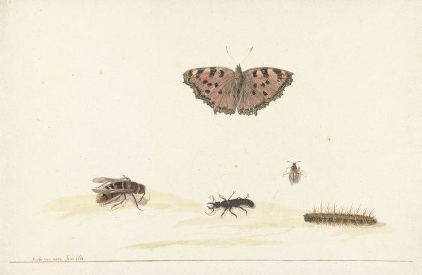 Studieblad met verschillende insecten  by Rochus Van Veen - Hand-Painted Oil Painting Reproduction