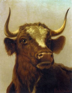 Head of a Bull