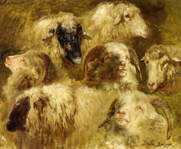 Heads of Ewes and Rams by Rosa Bonheur - Hand-Painted Oil Painting Reproduction