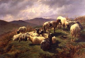 Sheep in the Highlands