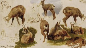 Studies Of An Isard by Rosa Bonheur Oil Painting
