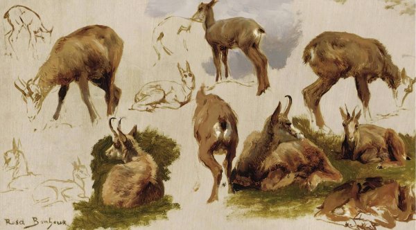 Studies Of An Isard by Rosa Bonheur - Hand-Painted Oil Painting Reproduction