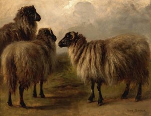 Three Wooly Sheep by Rosa Bonheur Oil Painting