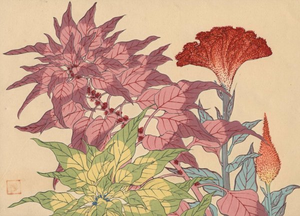 Cocks-comb  by Sakai Hoitsu - Hand-Painted Oil Painting Reproduction