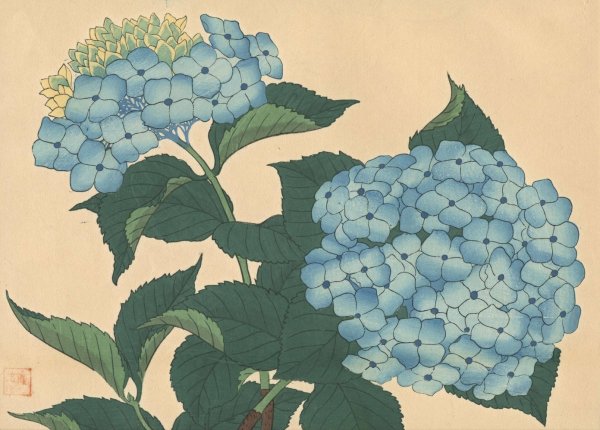 Hydrangea  by Sakai Hoitsu - Hand-Painted Oil Painting Reproduction