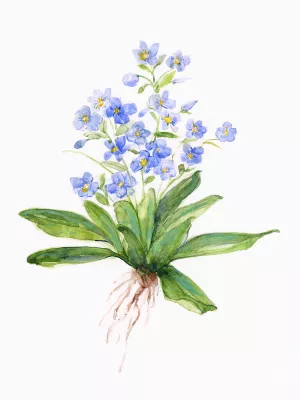 Garden Botanical I by Sally Swatland Oil Painting