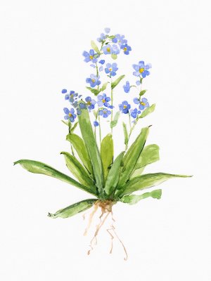 Garden Botanical II by Sally Swatland Oil Painting