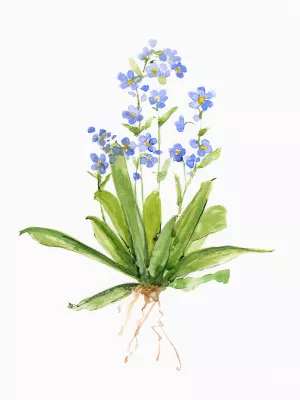 Garden Botanical II by Sally Swatland Oil Painting