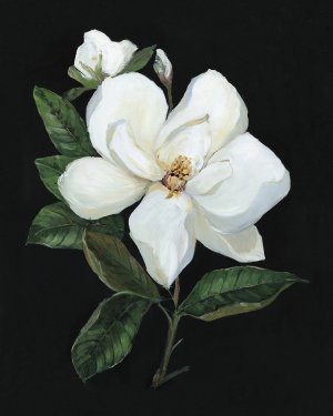 Midnight Magnolia by Sally Swatland Oil Painting