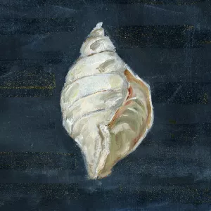 Night Shell II by Sally Swatland Oil Painting