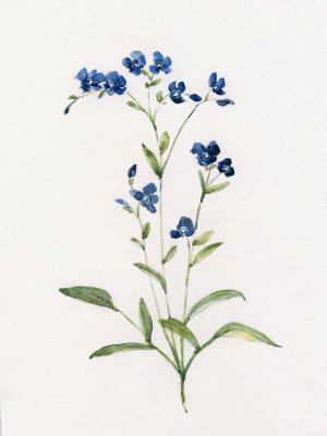 Petite Blue II by Sally Swatland Oil Painting