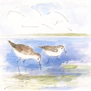 Sketchy Shore Birds I by Sally Swatland Oil Painting