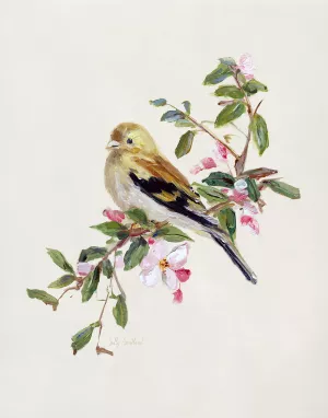 Spring Song Pine Grosbeak by Sally Swatland Oil Painting