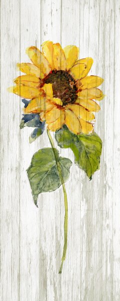 No Frame Rolled Canvas