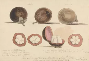 The Mangosteen Fruit, Malacca by Samuel Davis Oil Painting