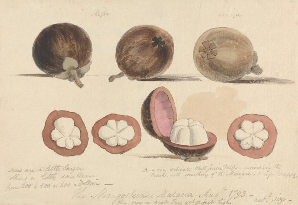 The Mangosteen Fruit, Malacca  by Samuel Davis - Hand-Painted Oil Painting Reproduction