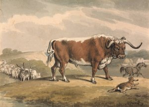 A Bull and a Rabbit by Samuel Howitt Oil Painting