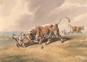 A Bull Attacking a Dog by Samuel Howitt Oil Painting