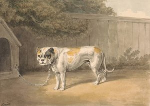 A Bulldog by Samuel Howitt Oil Painting