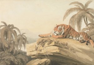 A Tiger Resting Oil painting by Samuel Howitt