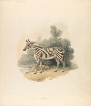 A Zebra by Samuel Howitt Oil Painting
