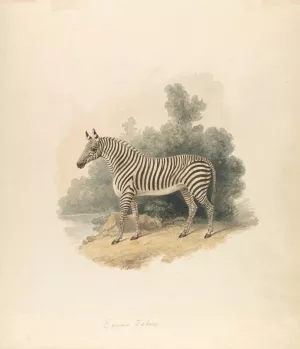 A Zebra Oil painting by Samuel Howitt