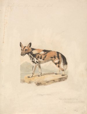 Abyssinian Dog Oil painting by Samuel Howitt