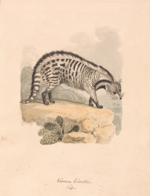 African Civet by Samuel Howitt Oil Painting