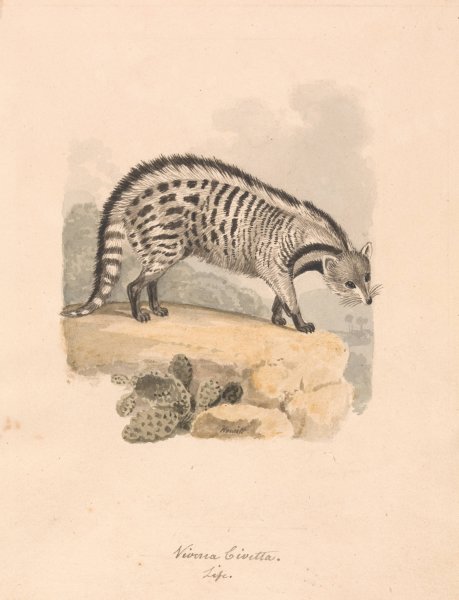 African Civet  by Samuel Howitt - Hand-Painted Oil Painting Reproduction