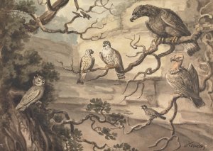 An Owl, an Eagle, Two Falcons, a Vulture and Other Birds Perched in Trees by Samuel Howitt Oil Painting
