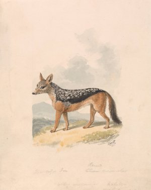 Black-backed Jackal Oil painting by Samuel Howitt
