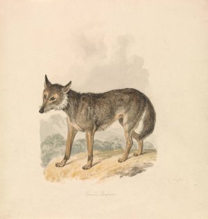 Canis Lupus, or Gray Wolf by Samuel Howitt Oil Painting