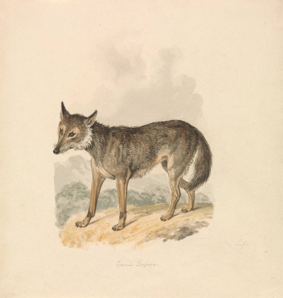 Canis Lupus, or Gray Wolf by Samuel Howitt - Hand-Painted Oil Painting Reproduction