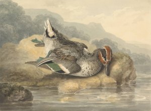 Dead Teal by Samuel Howitt Oil Painting