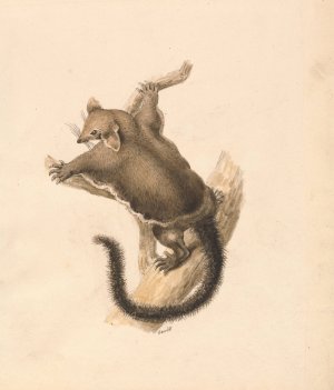Flying Squirrel by Samuel Howitt Oil Painting