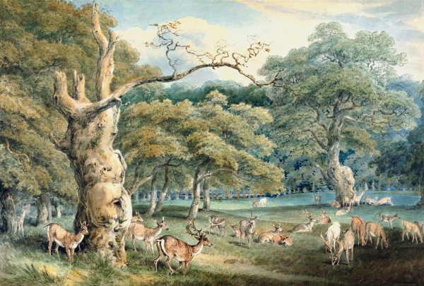 Main Product Photo of Hearne's Oak, Windsor Forest Painting by Samuel Howitt