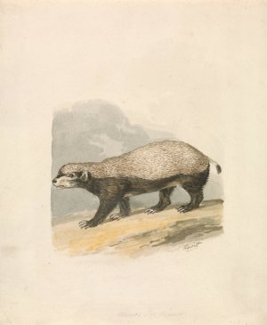 Honey-Badger by Samuel Howitt Oil Painting