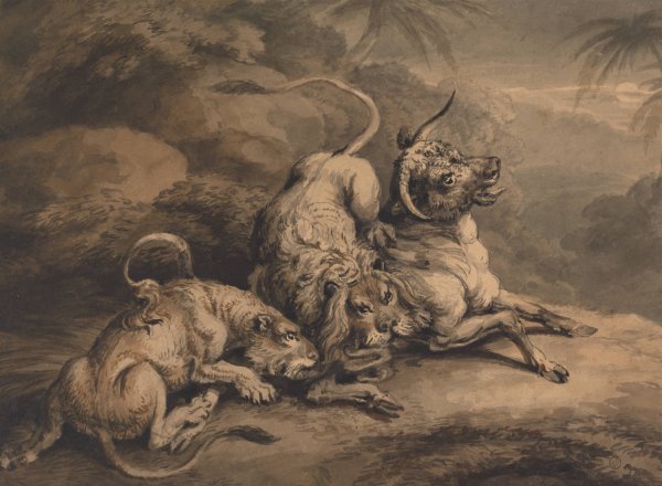 Lion and Lioness Attacking a Steer by Samuel Howitt - Hand-Painted Oil Painting Reproduction