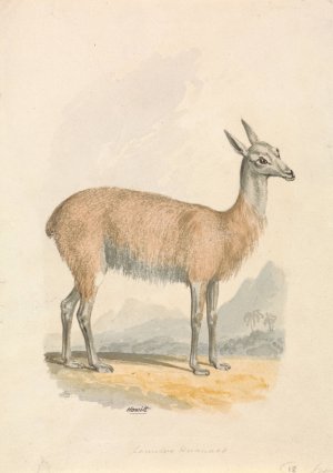 Llama Oil painting by Samuel Howitt