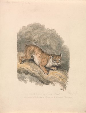 North American Lynx Oil painting by Samuel Howitt