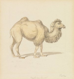 Russian Camel Oil painting by Samuel Howitt
