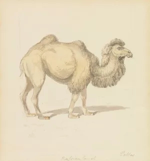 Russian Camel Oil painting by Samuel Howitt
