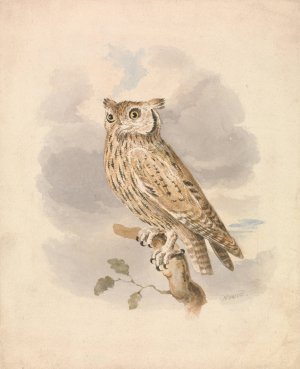 Scops Owl by Samuel Howitt Oil Painting