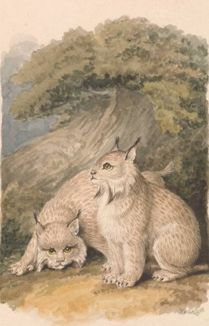 The Canada Lynx from the Life by Samuel Howitt Oil Painting